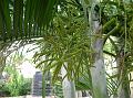 Areca Palm